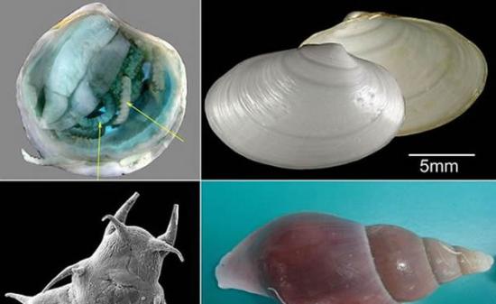 科学家在苏格兰海底发现四支新物种，其中包括：一种大型海螺、两种蛤类和一种海生蠕虫。