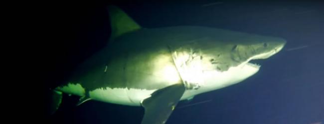 瓜达卢普岛海域最新视频首次记录大白鲨如何睡觉