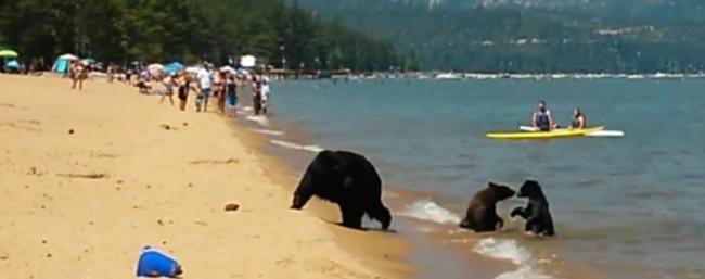 美国加州惊现3只黑熊在湖中畅泳