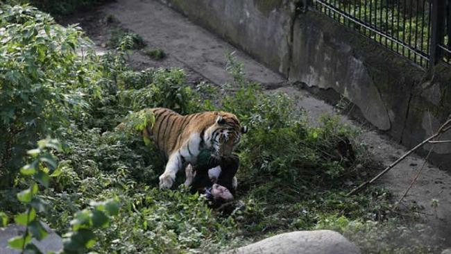 俄罗斯加里宁格勒动物园惊传西伯利亚虎攻击女管理员 游客丢石抢救