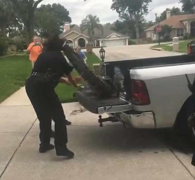 美国佛罗里达州鳄鱼不服被捕打昏警察