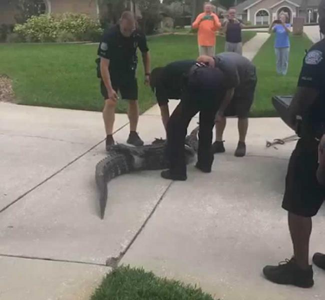 美国佛罗里达州鳄鱼不服被捕打昏警察