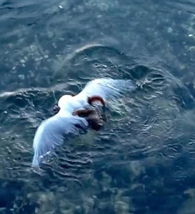 澳大利亚一只海鸥在等待人类喂食时被章鱼拖拽下水毙命