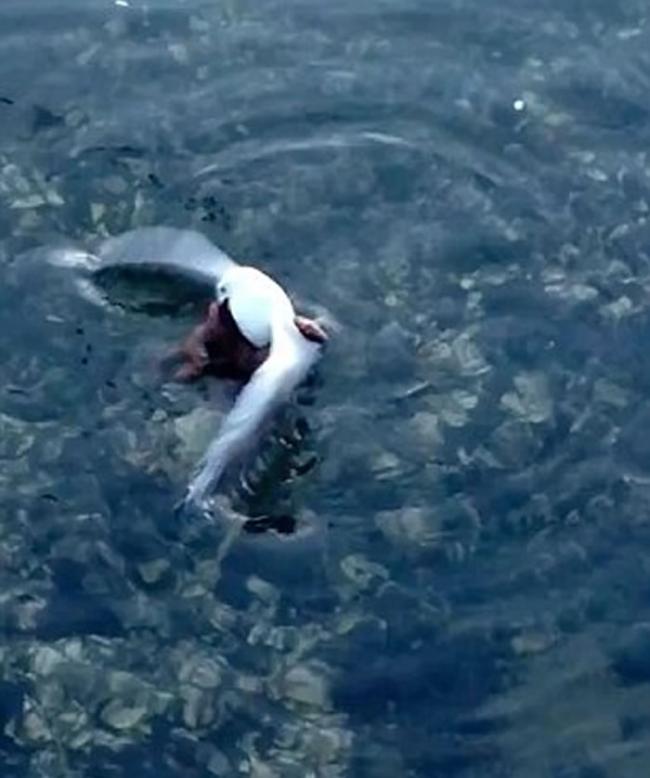 澳大利亚一只海鸥在等待人类喂食时被章鱼拖拽下水毙命