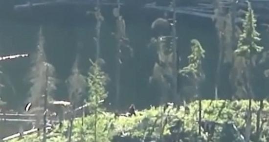 加拿大一对夫妇在丛林徒步时拍摄到传说中的“大脚野人”视频
