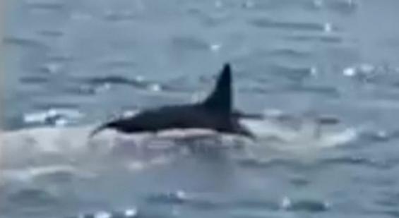 加拿大一只海豹为躲避3头虎鲸追捕跳上救生艇成功保命