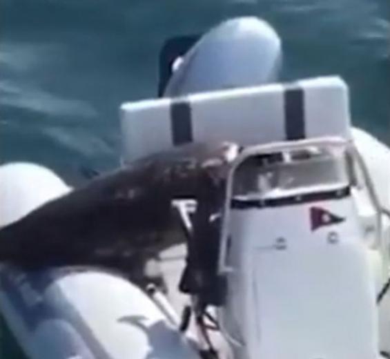 加拿大一只海豹为躲避3头虎鲸追捕跳上救生艇成功保命