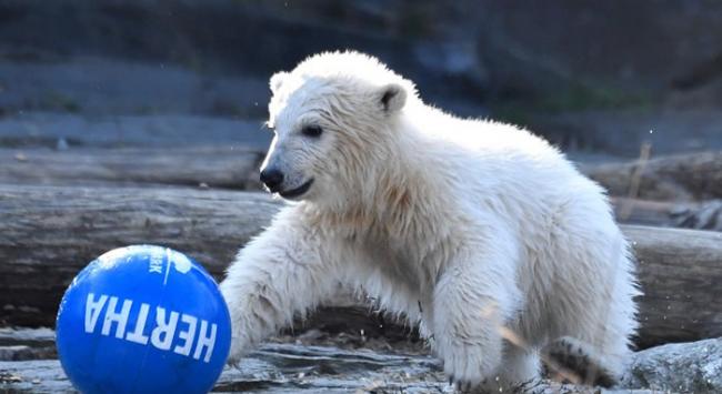 德国柏林动物园北极熊宝宝新星以足球会“哈化柏林”命名