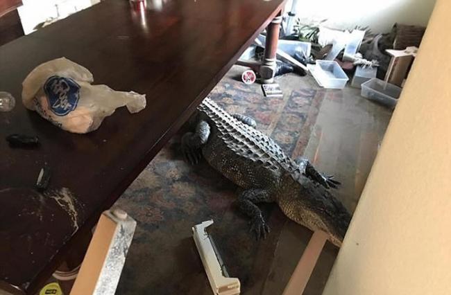 风暴哈维吹袭美国德州：男子趁水退回家惊见巨鳄躺饭厅
