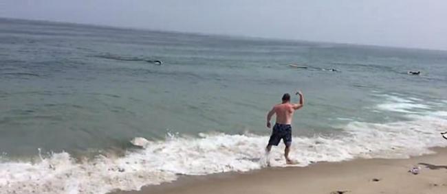 美国麻省海滩发生疑似鲨鱼攻击事件 幸好受袭的是海豹而非人类