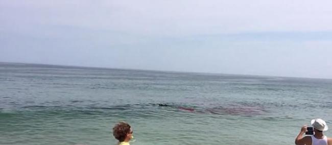 美国麻省海滩发生疑似鲨鱼攻击事件 幸好受袭的是海豹而非人类