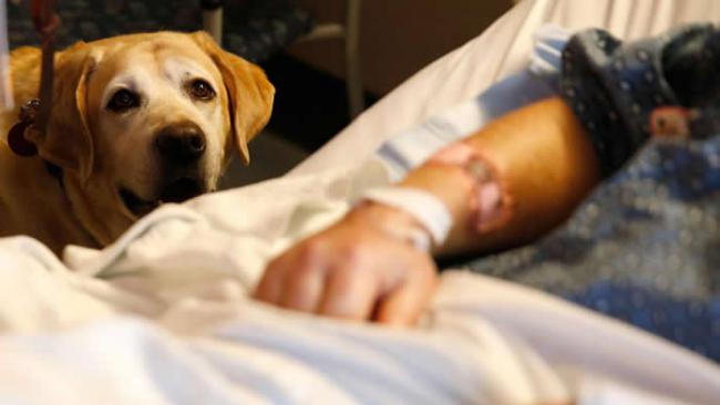 一只名叫塔克（Tucker）的治疗犬在2018年3月6日于波士顿麻省总医院（Massachusetts General Hospital）陪伴病患吉姆．考利（J