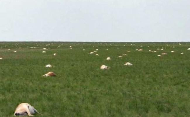 大批高鼻羚羊集体死亡的场面极为震撼。