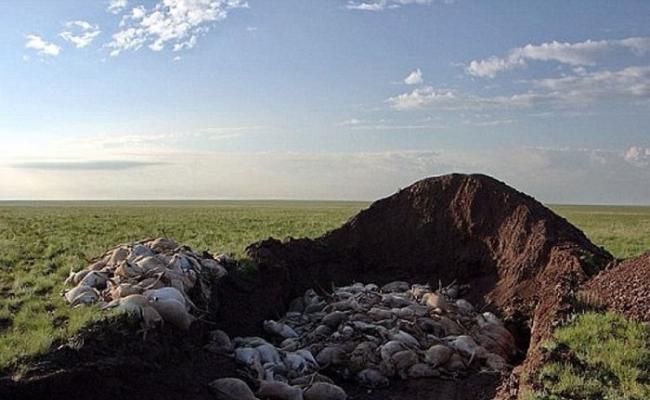 高鼻羚羊集体死亡疑与感染传染病有关。