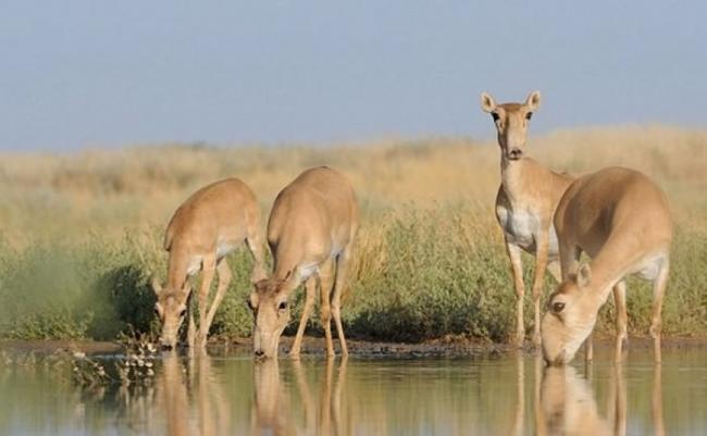 高鼻羚羊属濒危动物。