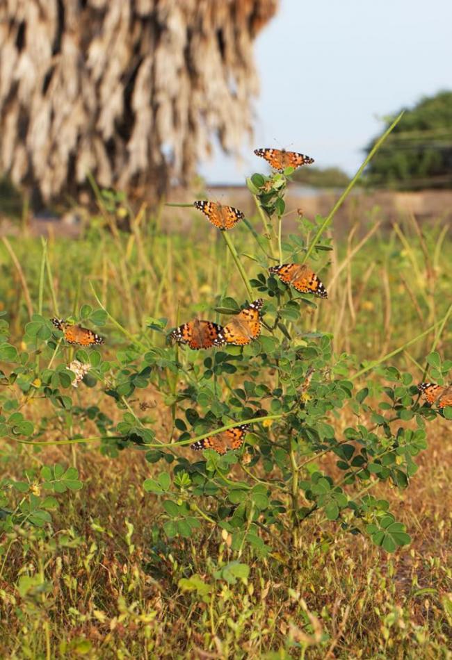 姬红蛱蝶聚集在贝南境内的尼日河，可能是从欧洲迁徙过来的蝴蝶所繁殖的后代。 PHOTOGRAPH BY GERARD TALAVERA, NATIONAL GEO