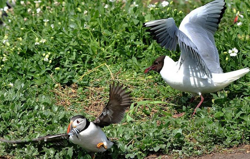 英国诺森伯兰郡海岸海鸥偷抢角嘴海雀的猎物
