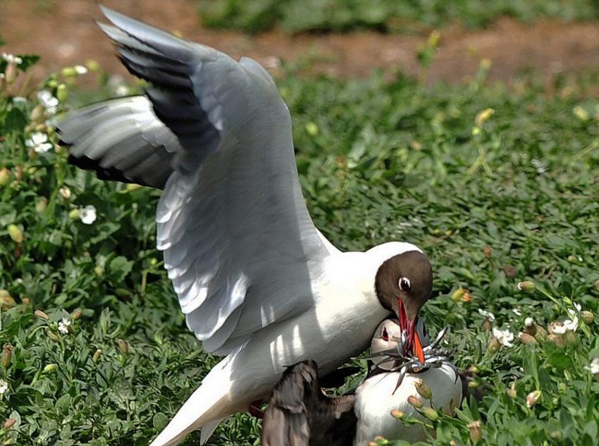 英国诺森伯兰郡海岸海鸥偷抢角嘴海雀的猎物