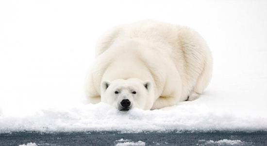 挪威一只北极熊独自出行在浮冰上觅食海豹