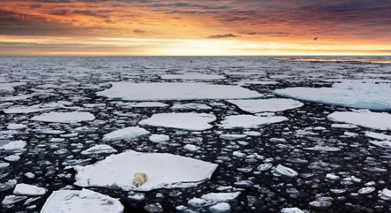挪威一只北极熊独自出行在浮冰上觅食海豹