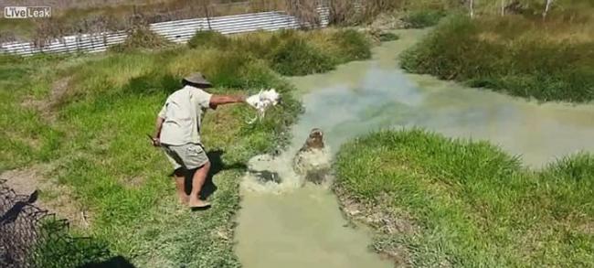 死鸡引现身 澳洲组织拍摄影片提醒游客小心鳄鱼