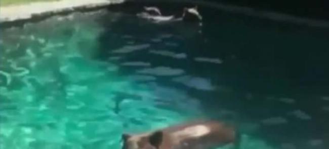 美国加州熊一家闯民宅 偷食猫粮在游泳池畅泳