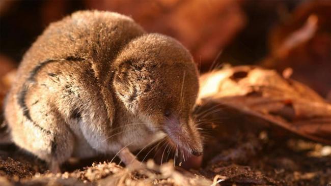 这只迷你非洲小香鼠是心率最快的哺乳动物――每分钟跳动1200次。 PHOTOGRAPH BY SCOTT TILLEY, ALAMY
