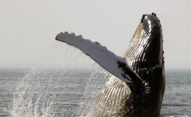 座头鲸的低声“耳语”难被敌人发现。