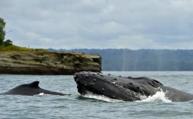 座头母鲸以低声传话是保护幼鲸的方法。