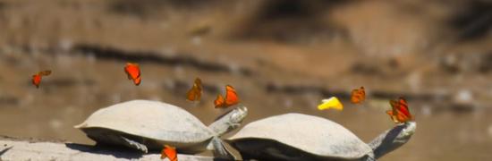 秘鲁一大群蝴蝶飞舞环绕在乌龟头部试图汲取乌龟泪水