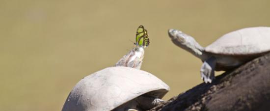 秘鲁一大群蝴蝶飞舞环绕在乌龟头部试图汲取乌龟泪水