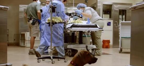 美国加州圣迭戈动物园罗德西亚背脊犬手术台旁守护朋友小猎豹
