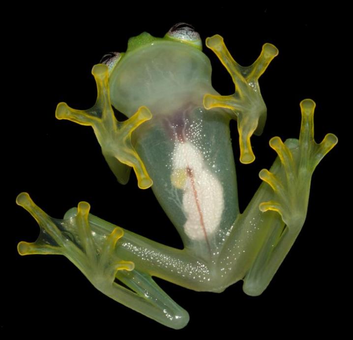 这种新发现的青蛙身体下侧呈半透明，这种特征的目的为何，目前仍不得而知。 Photograph by Brian Kubicki,