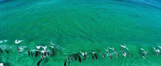 澳洲西澳省艾斯帕兰斯海岸超过100条樽鼻海豚在冲浪