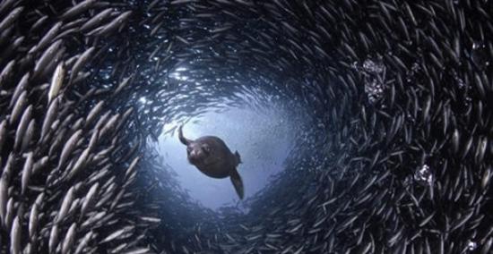 海狮在一个由鱼群组成的隧道中穿行掠食