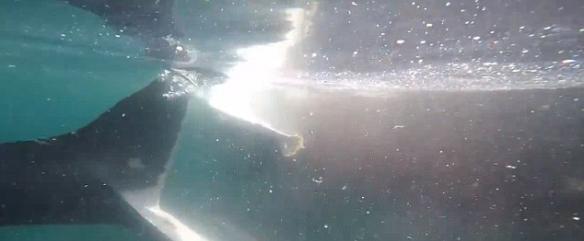 美国渔船遭大白鲨环绕“视察”