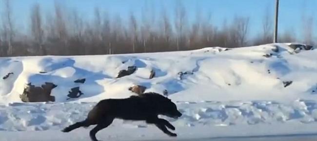 加拿大高速公路惊现两奔跑巨狼