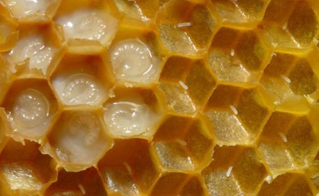 蜂蜜的美味早在史前已为人所知