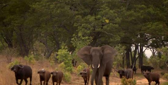 津巴布韦大象Nzou以为自己是水牛 整日与牛群为伍