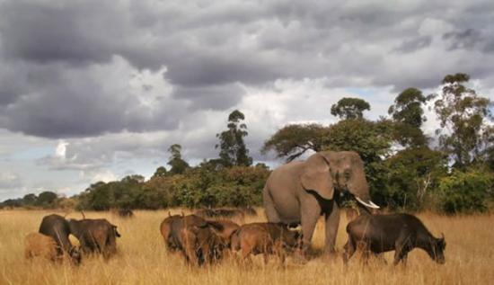 津巴布韦大象Nzou以为自己是水牛 整日与牛群为伍