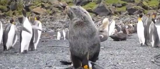 海狗性侵企鹅，还有不少企鹅围观。