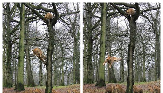 英国野生动物园三头狮子爬上一棵高大的橡树