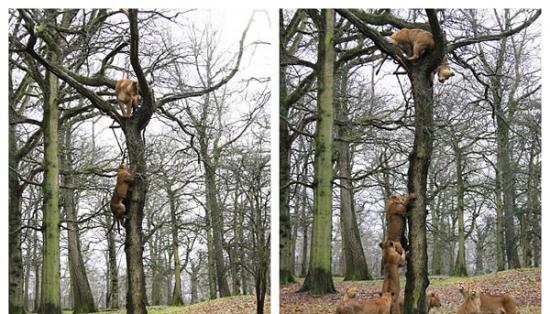 英国野生动物园三头狮子爬上一棵高大的橡树