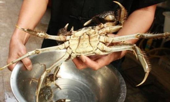 “巨蟹”双腿张开后，体长达到43厘米。