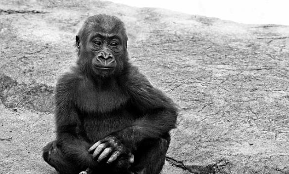 美国三藩市动物园年幼西部低地大猩猩遭液压门活生生压死