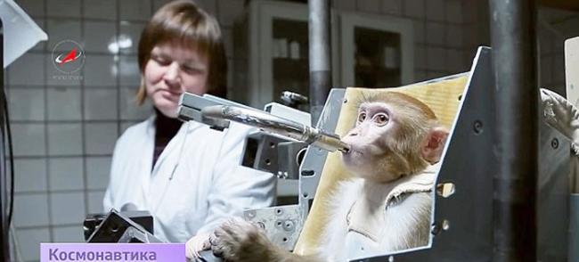 俄罗斯有望在2017年将4只猕猴送上火星