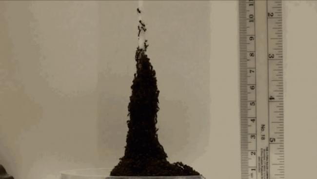 《皇家学会开放科学》期刊：火蚁们能堆叠出艾菲尔铁塔一般的结构