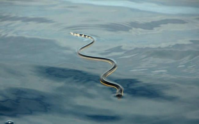 一条黑背海蛇在哥斯达黎加杜尔塞湾口的海面上休息。 PHOTOGRAPH BY BROOKE BESSESEN