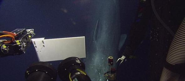 潜水机器人在墨西哥湾海底598米深处意外发现一只体长12.2米的抹香鲸