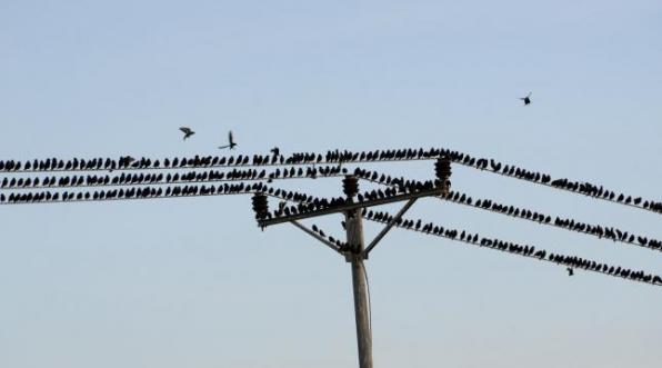 以色列与英国上空惊现大规模的椋鸟群